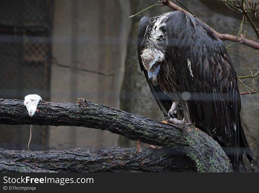 Buzzard stares at white rat. Buzzard stares at white rat.