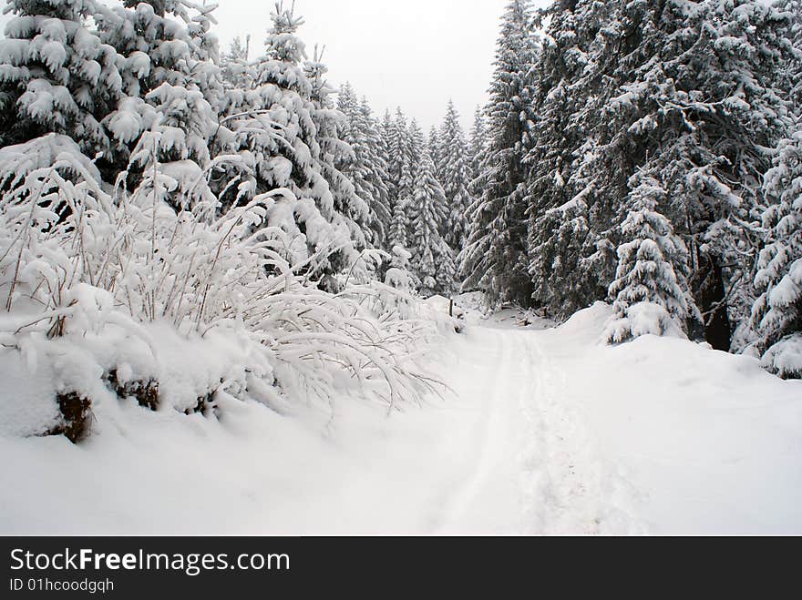 Cold And Snowy Winter Path