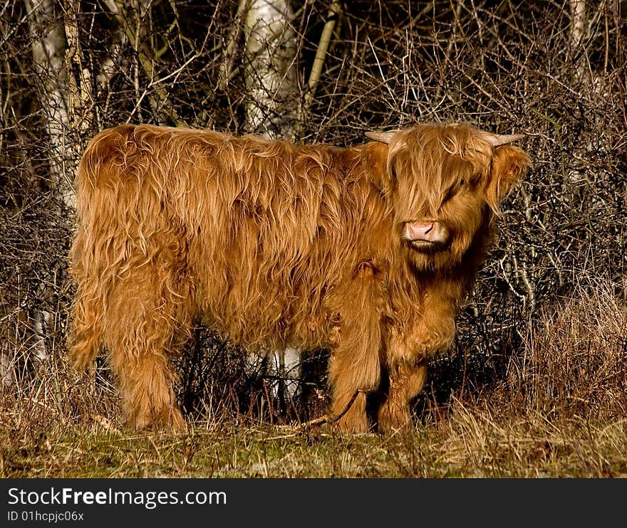 Scotland highlander cow in the forest