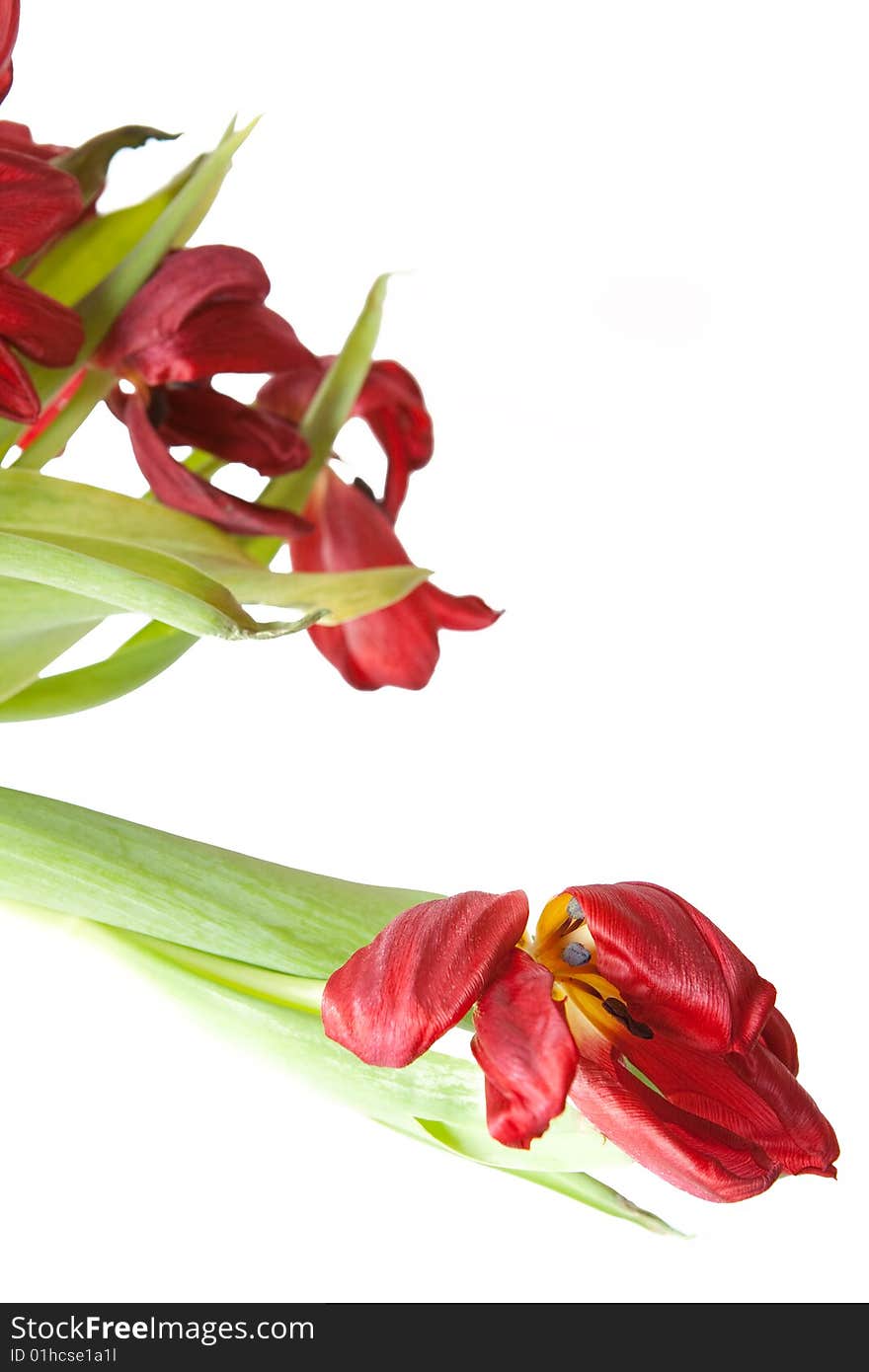 Bunch of wilted red tulips on a white background. Bunch of wilted red tulips on a white background.