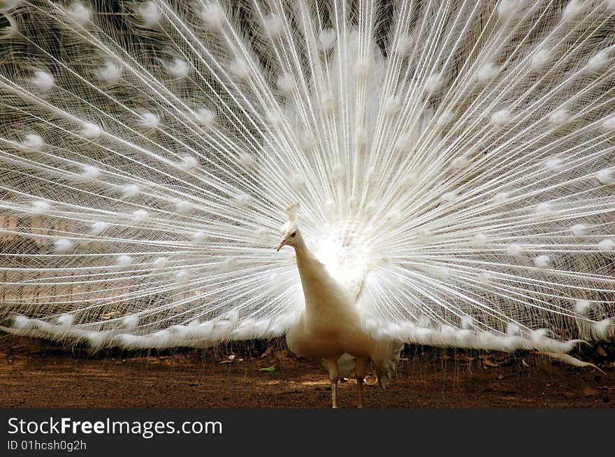 White Peacock