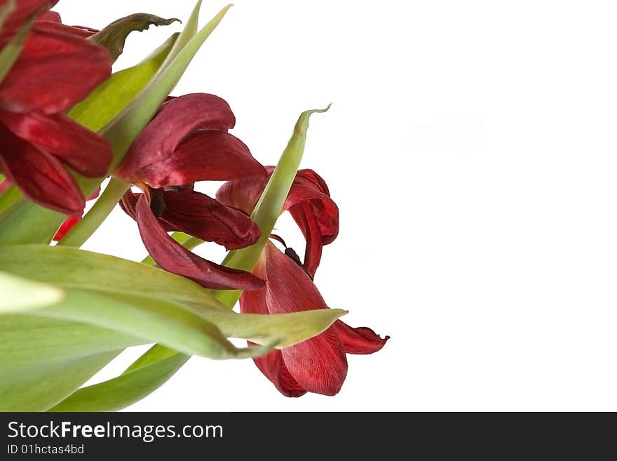 Bunch of wilted red tulips on a white background. Bunch of wilted red tulips on a white background.