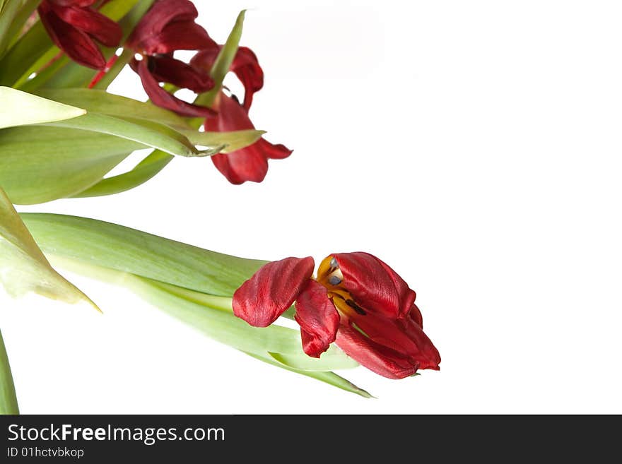 Bunch of wilted red tulips.