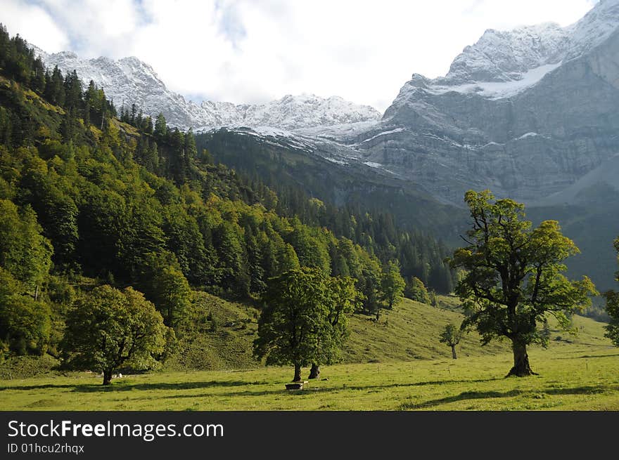 Maple trees in an alpine valley. Maple trees in an alpine valley.