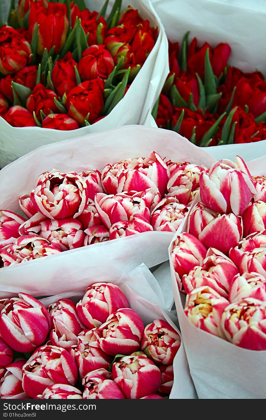 Bouquets of red and pink tulips. Bouquets of red and pink tulips