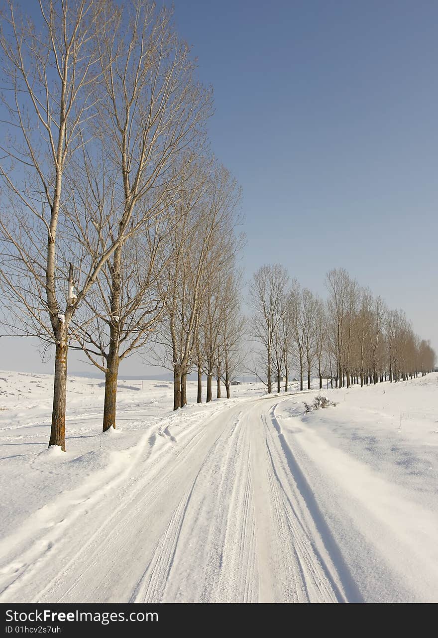 Winter landscape with path between trees