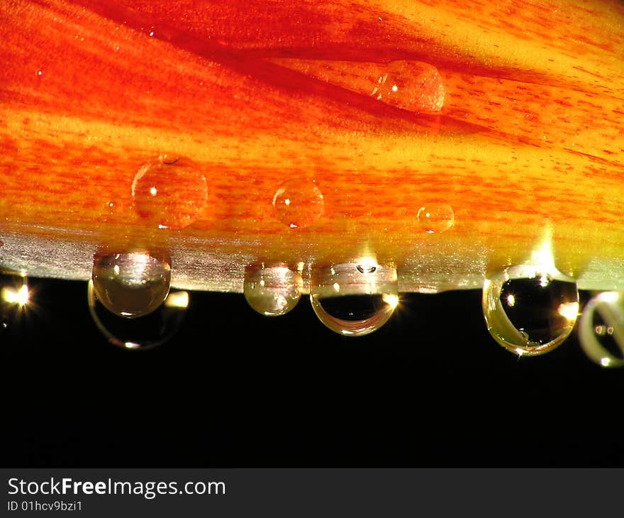 A red and flower and water drop.