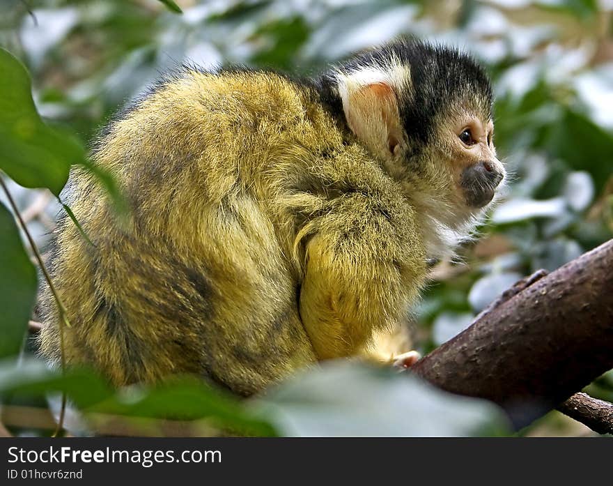 Common squirrel monkey 7