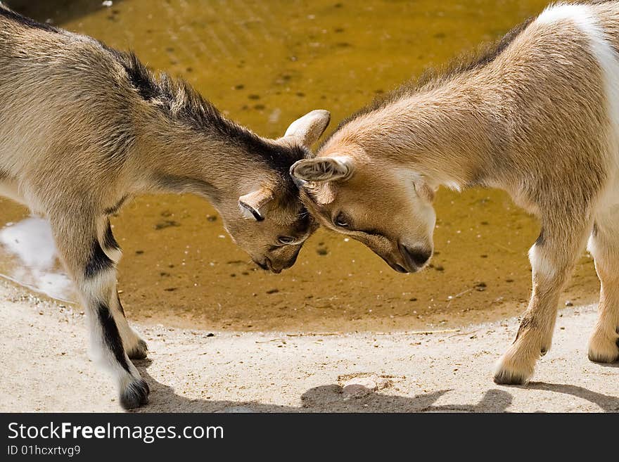 Beautiful brown and white goats