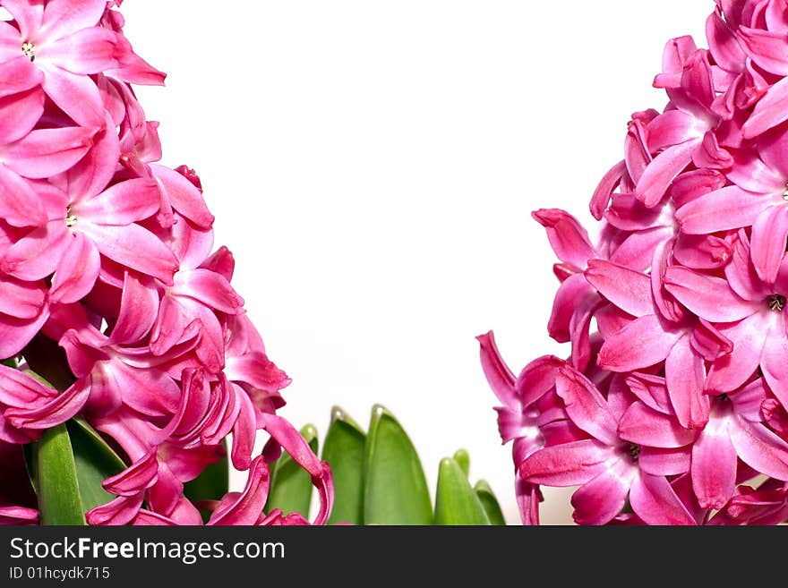 A close-up of hyacinth blossom