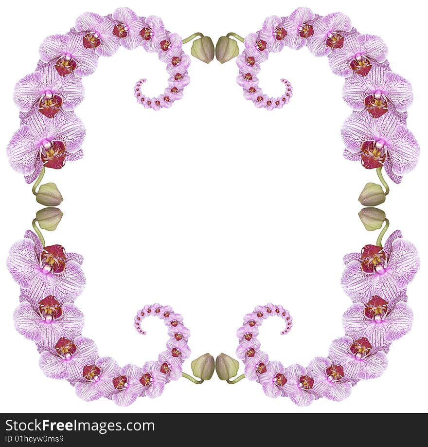 Pink orchid frame