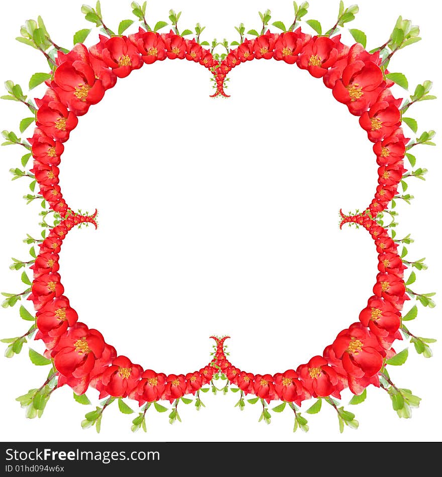 Red quince frame