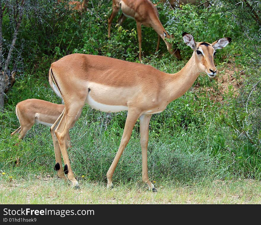 Female Impala antelope (Aepyceros Melampus) in the Kruger Park, South Africa. Female Impala antelope (Aepyceros Melampus) in the Kruger Park, South Africa.