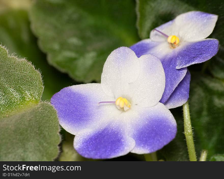 Uzambarsky violet