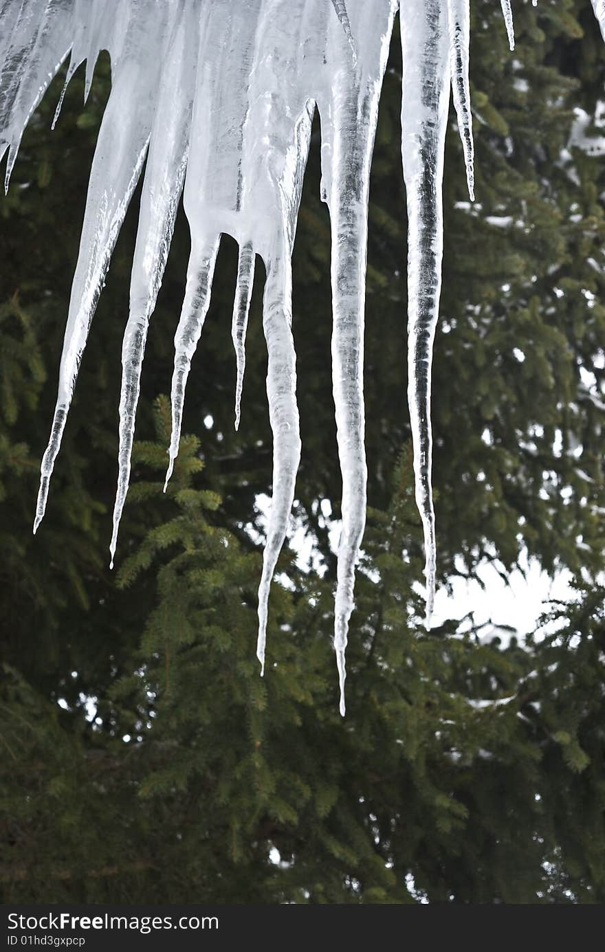 Fir tree with huge icicles formed over night after the thaw had reversed. Fir tree with huge icicles formed over night after the thaw had reversed