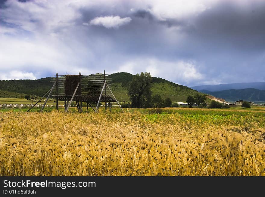 Beautiful highland barley farmland, beautiful sky. Beautiful highland barley farmland, beautiful sky