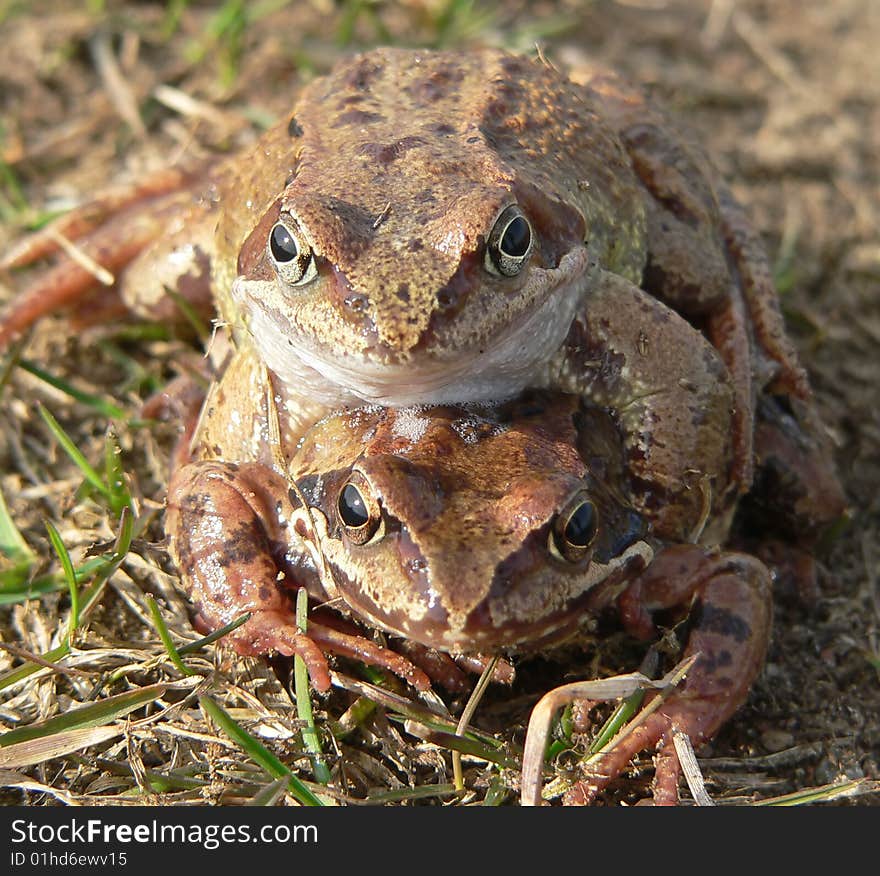 The two grass frogs in spring.