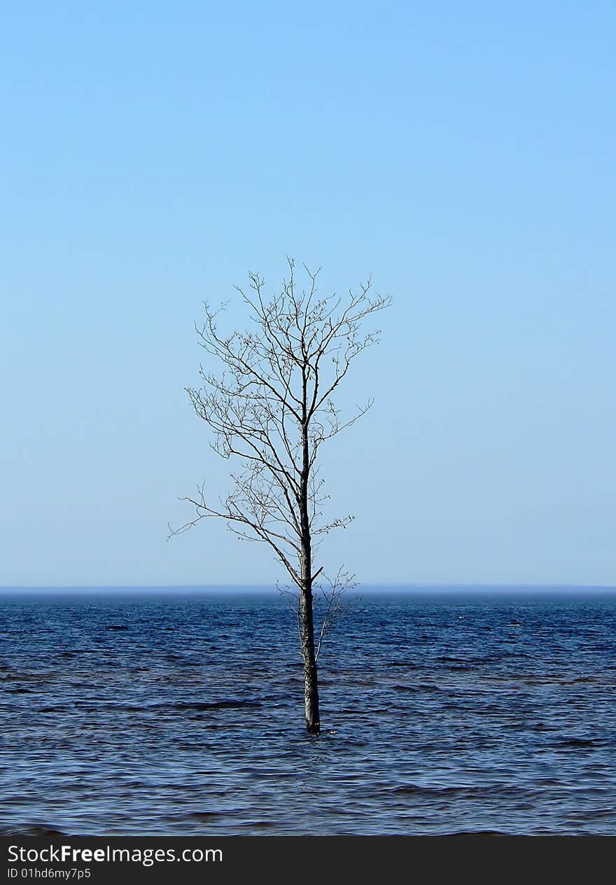 The single tree into a sea.