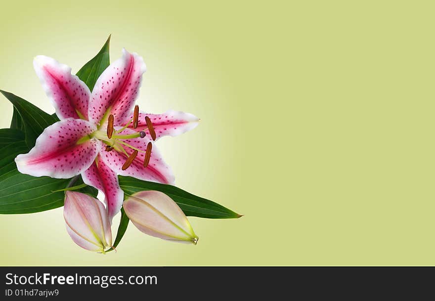 Lilies isolated on green background