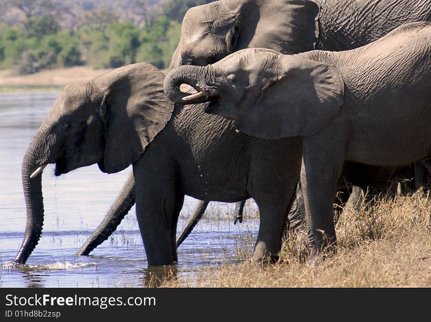 Group of elephants drinking from the Chobe River at Chobe National Park in Botswana, Africa. Group of elephants drinking from the Chobe River at Chobe National Park in Botswana, Africa