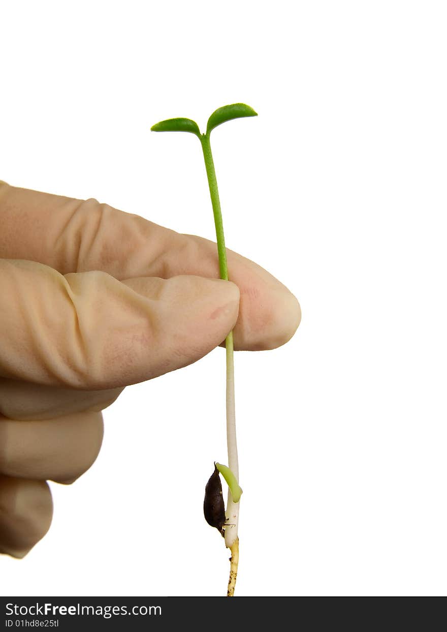 The hand holds a sprout isolated on a white background. (leaf). The hand holds a sprout isolated on a white background. (leaf)