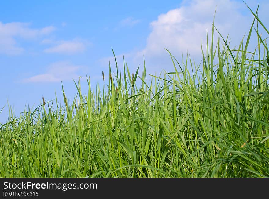 Green grass and the blue spring sky