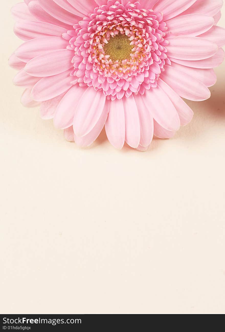 Beautiful pink Gerber Daisy