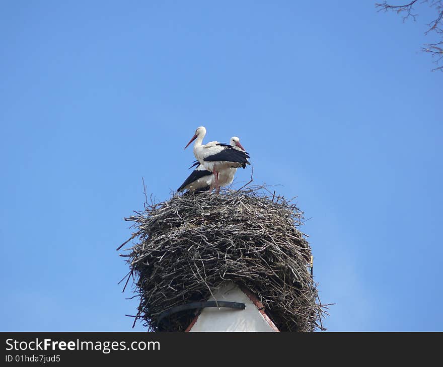 Stork family