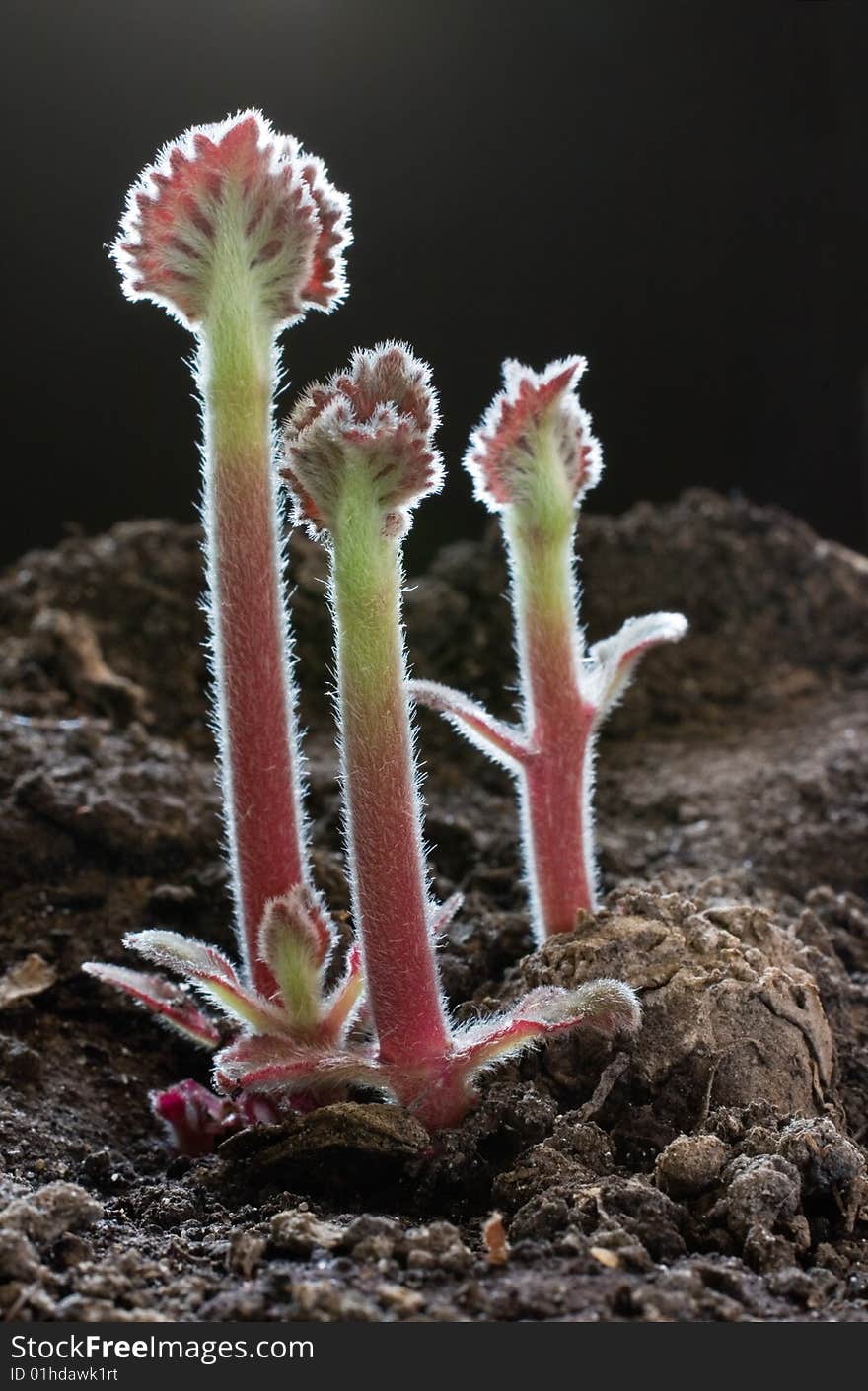 Young sprouts of a plant