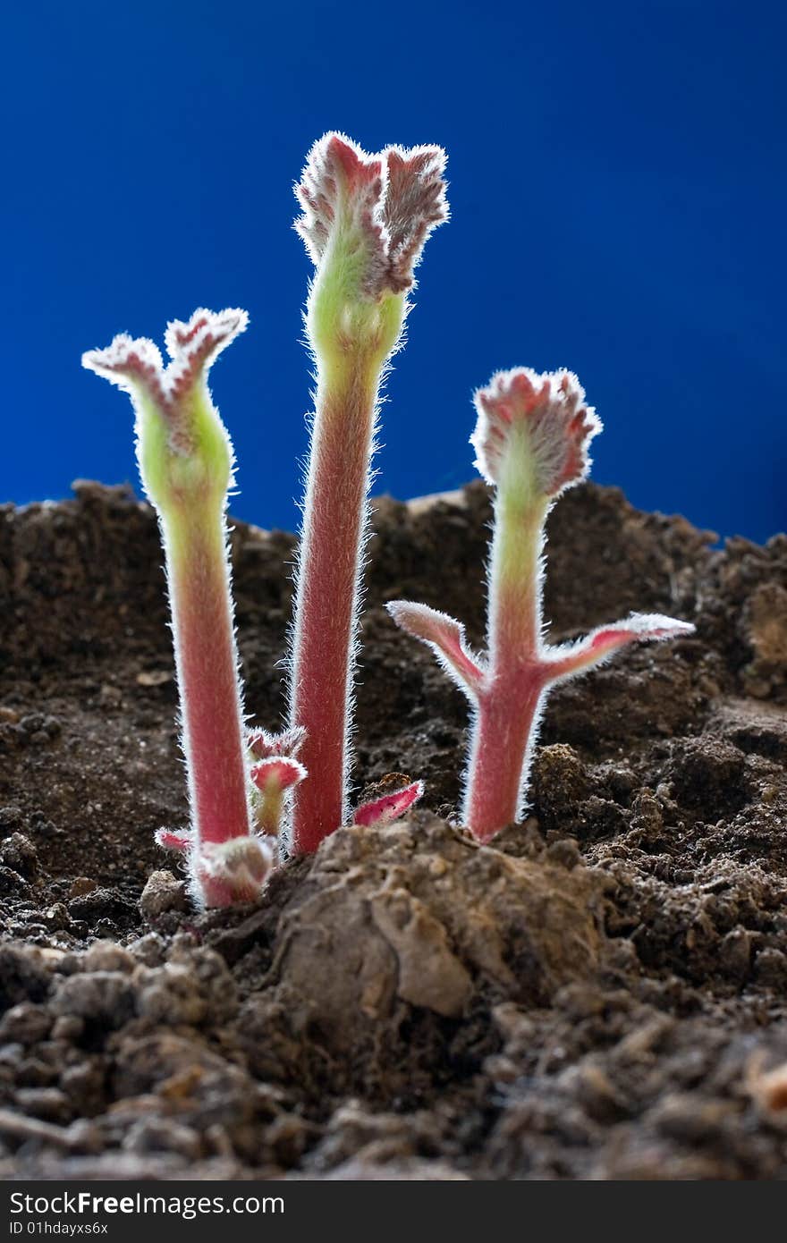 Young sprouts of a plant