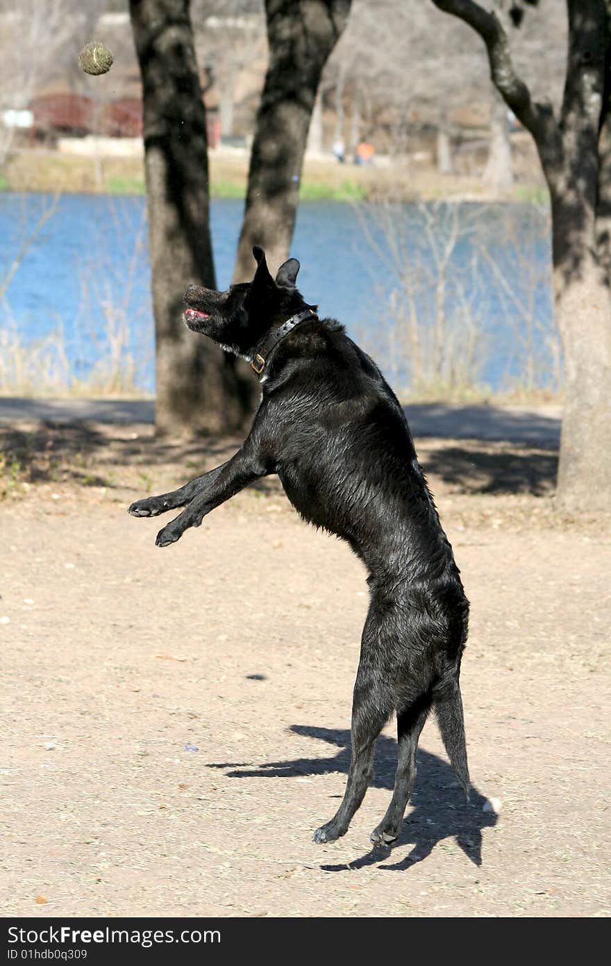 Black Labrador playing with a tennis ball at the park