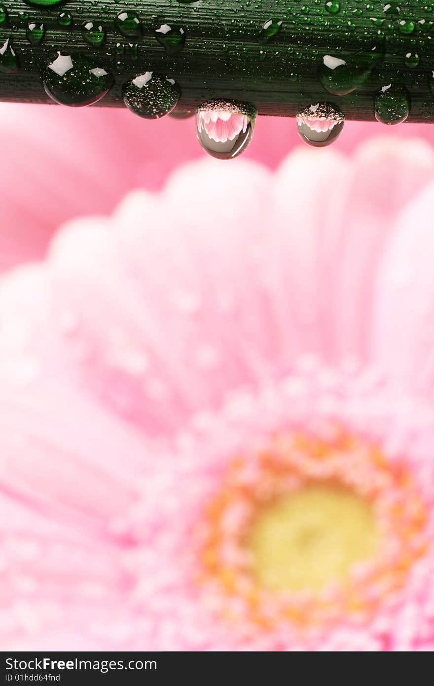 Beautiful pink Gerber Daisy