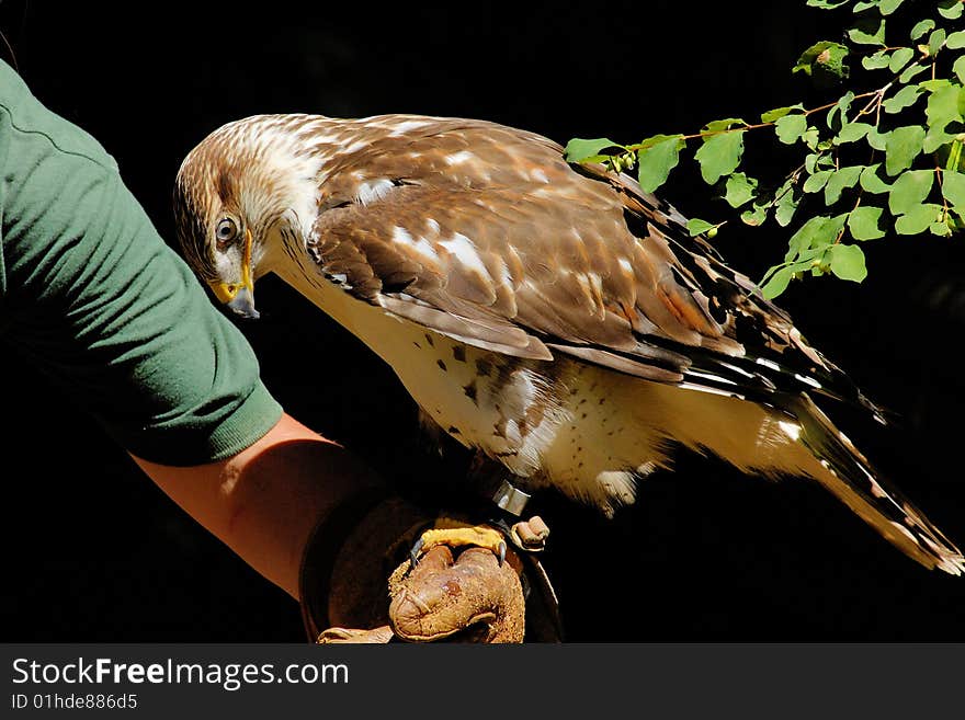 Portrait of the hawk on the hand with green leaves as background