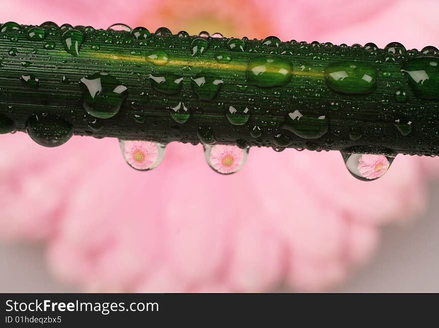 Beautiful Pink Gerber Daisy