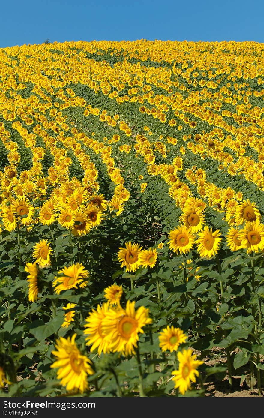 Sunflower Field