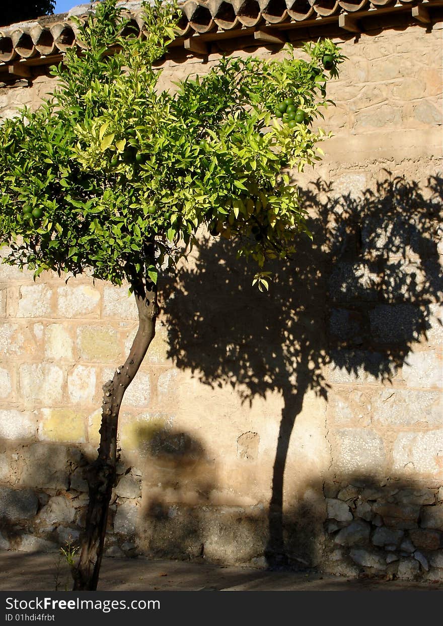 Lime  tree in front of a wall casting a shadow in a small Greek village. Lime  tree in front of a wall casting a shadow in a small Greek village