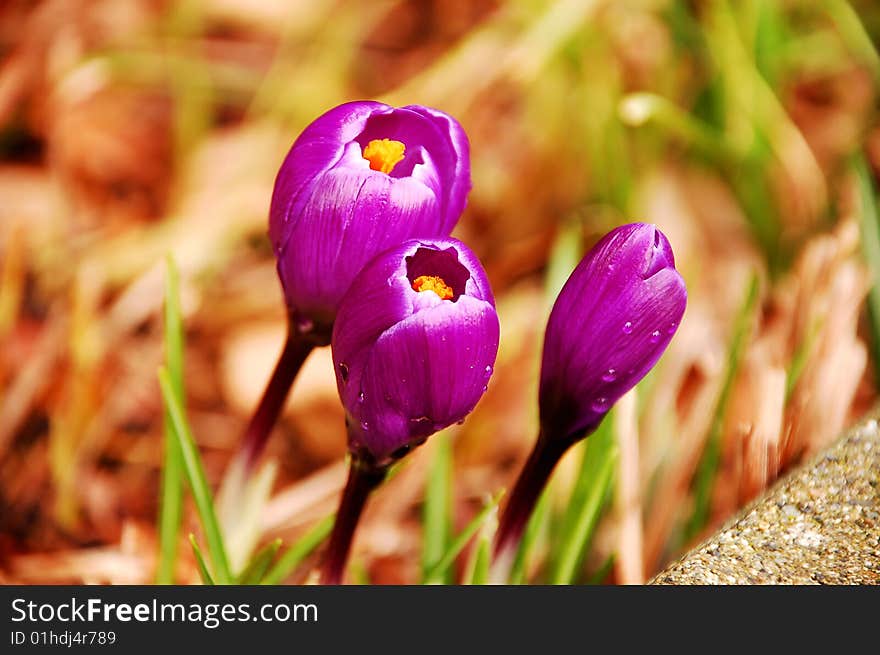 Purple crocus