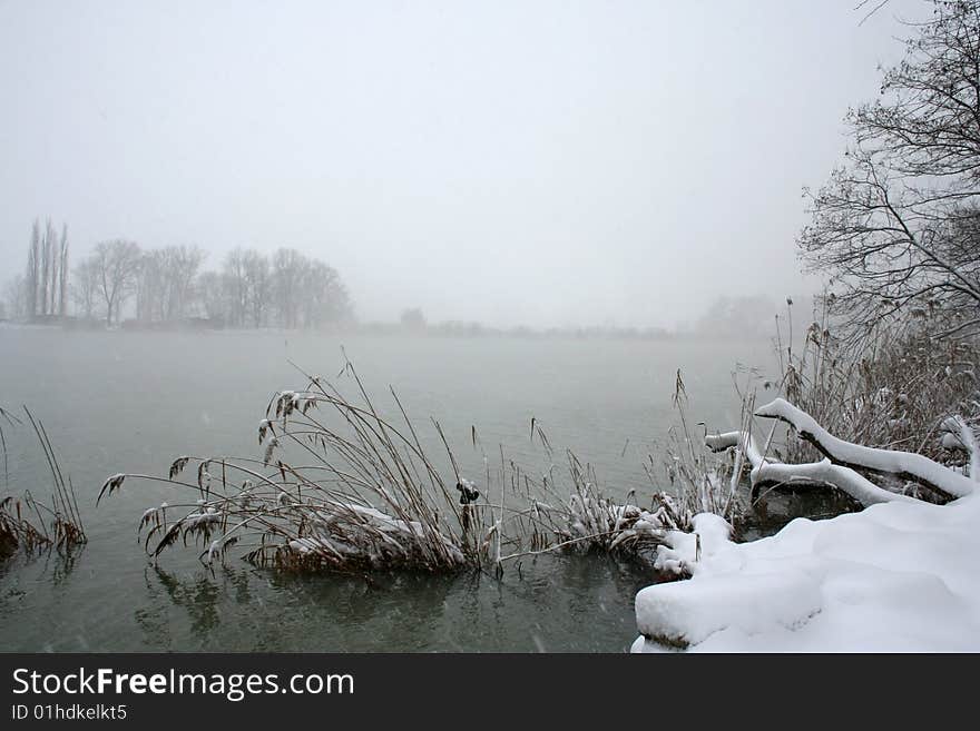 The Strong snow.The Tree and bulrushes in snow on river. The Strong snow.The Tree and bulrushes in snow on river.