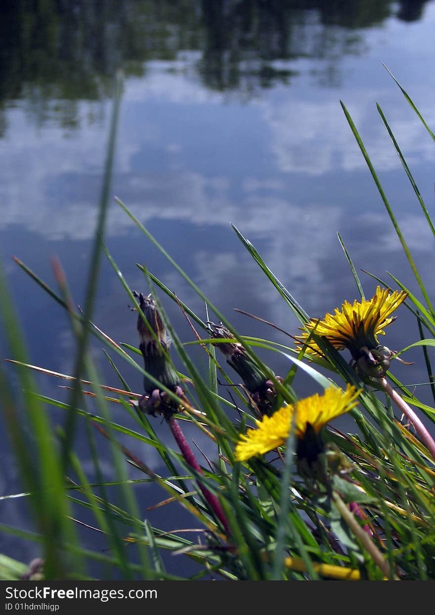 Dandelions Without Pond