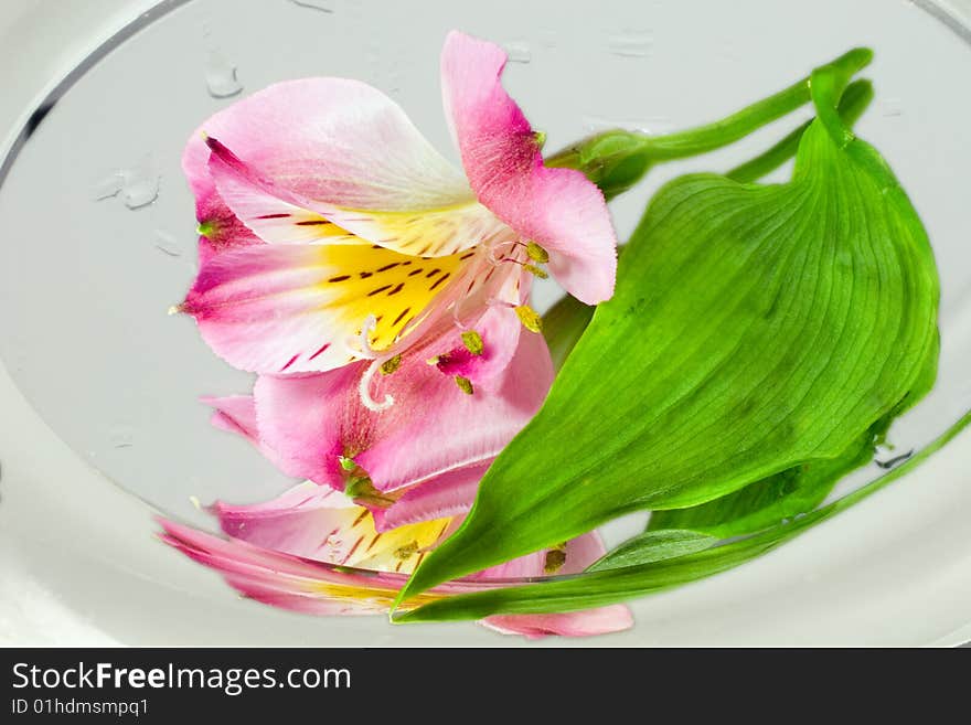 Beautiful flower resting on a mirror