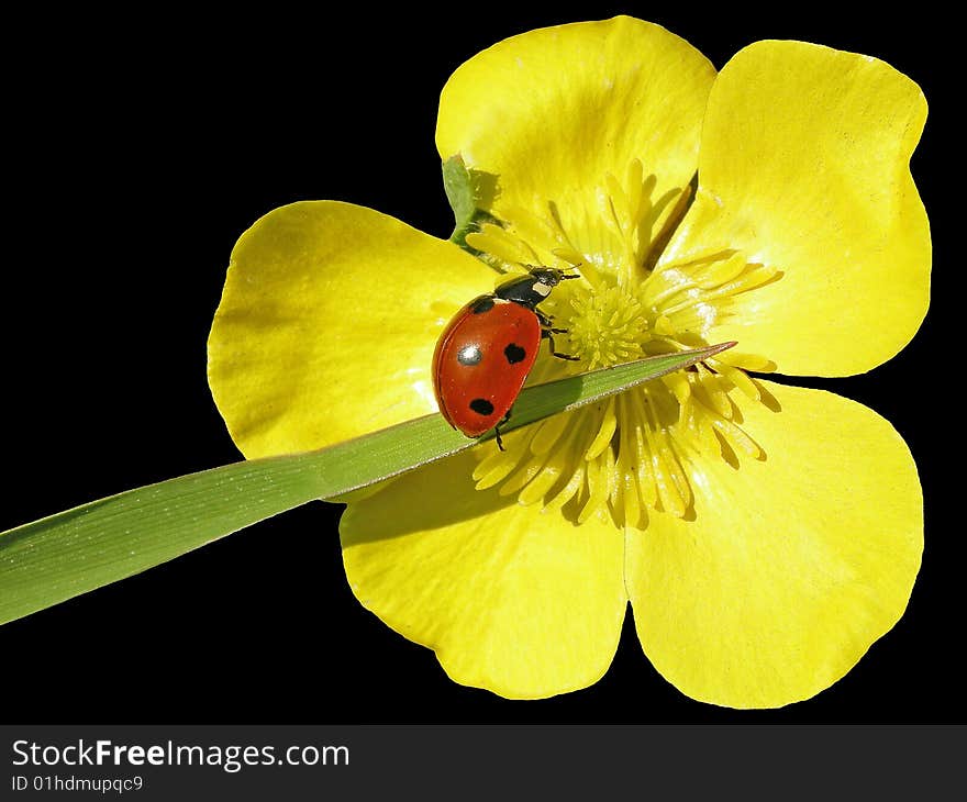A ladybird travels on a beautiful flower
