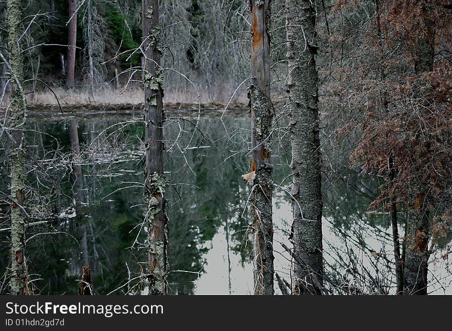 Beaver Pond