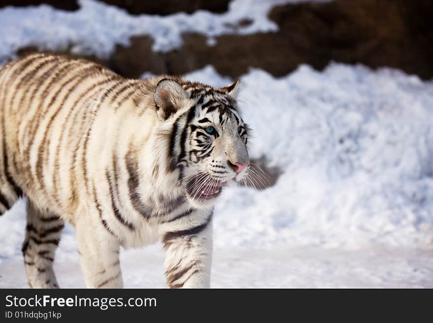 White tiger