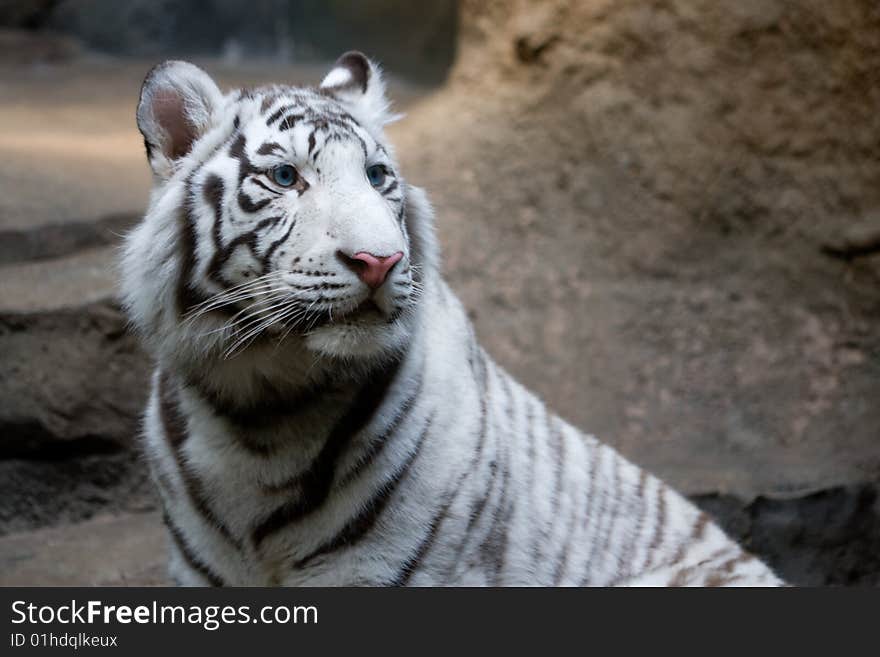 White tiger