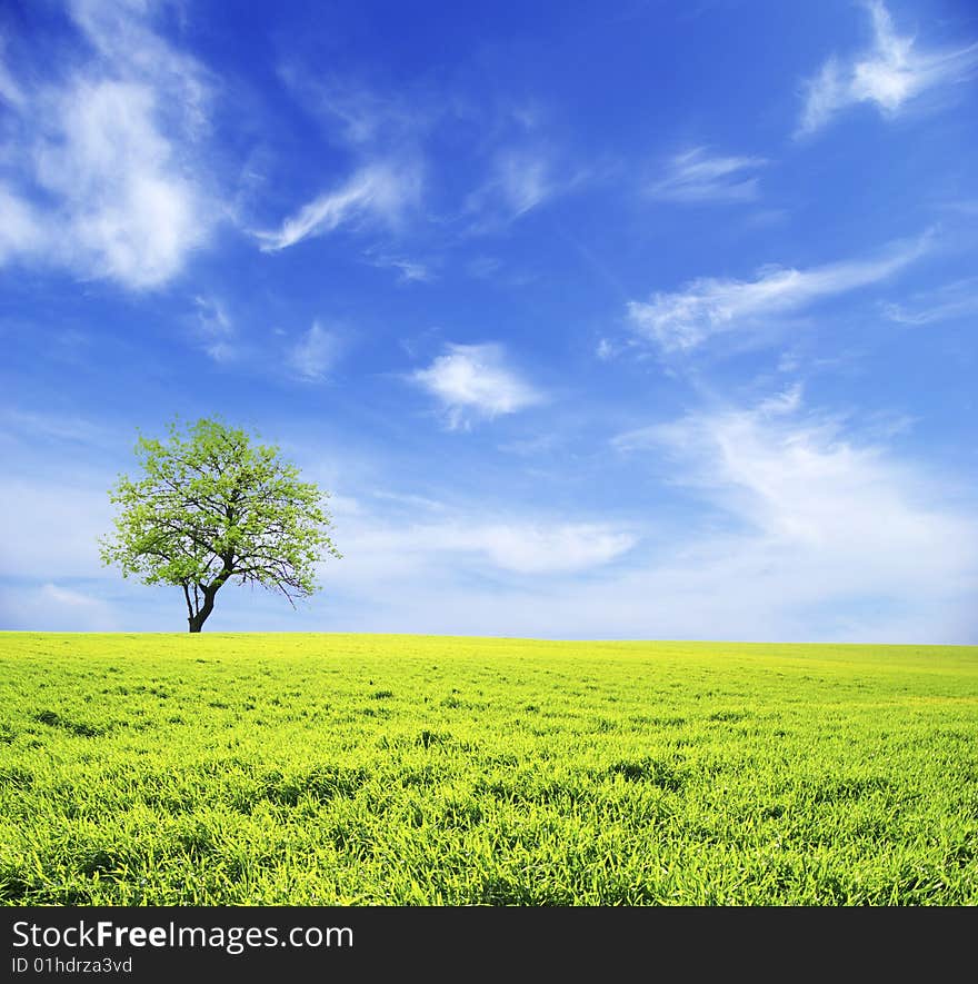 Field on a background of the blue sky