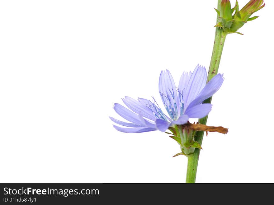 Beautiful blue flowers on white background