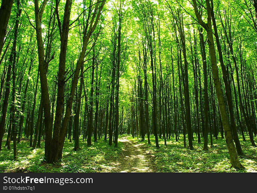 A path is in the green forest