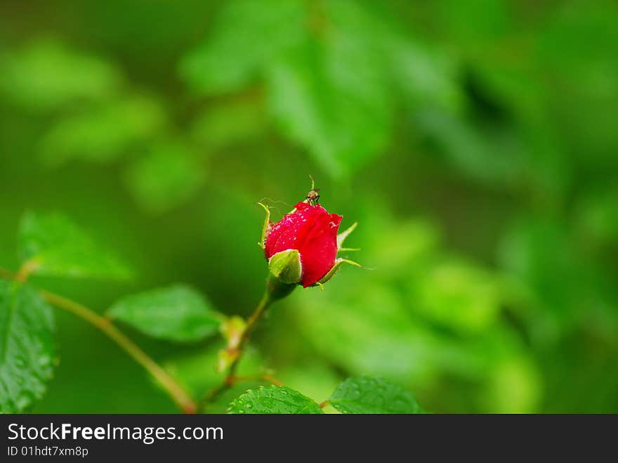 A close-up of a red rose