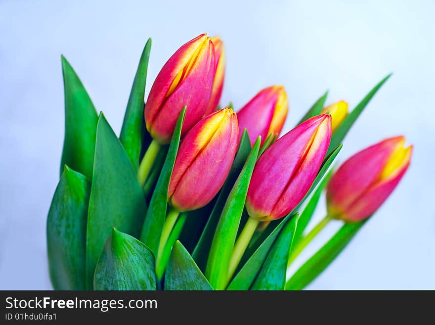 Bunch of tulips