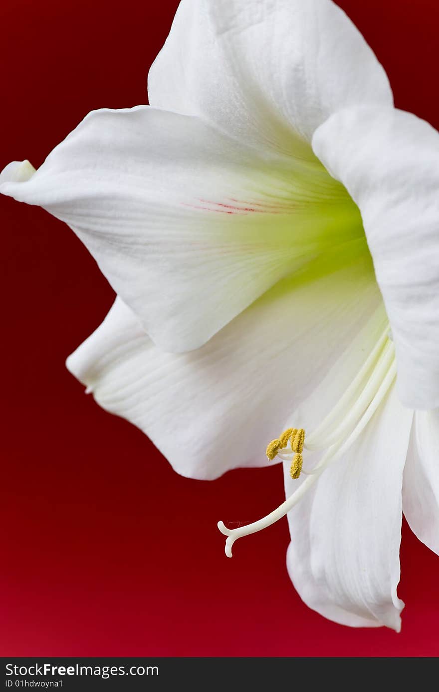 White Amaryllis- Closeup Shot On The Red Backgroun